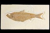 Fossil Fish (Knightia) - Wyoming #136768-1